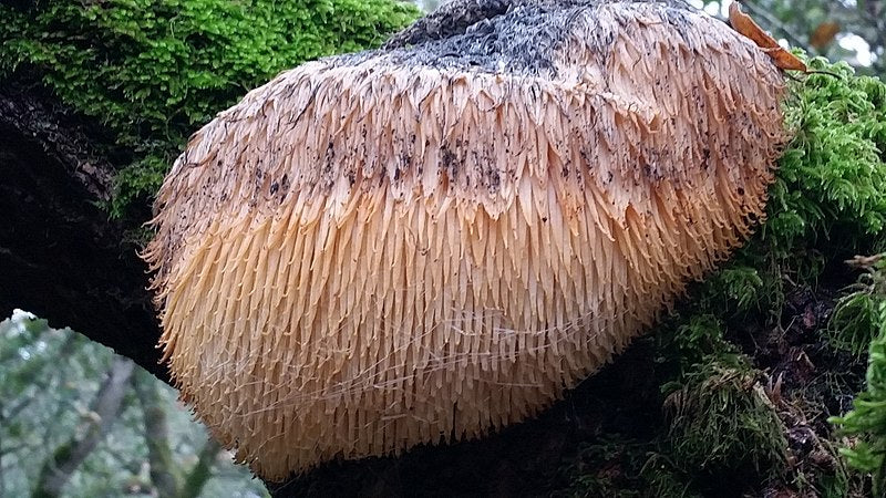 Lion's Mane Mushroom: What Is It and How Can It Help You?